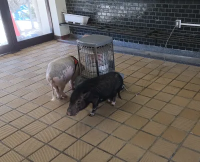 Mini pigs