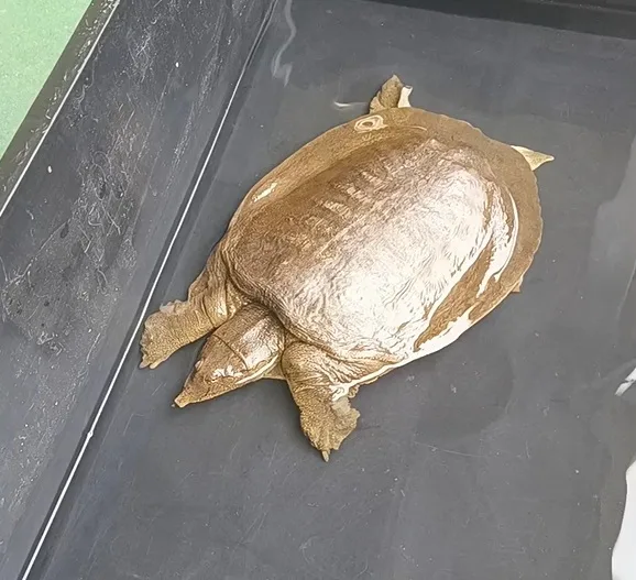 We have a lot of different animals, and among them a softshell turtle